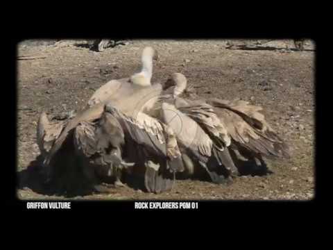 Griffon Vulture - Through the Lens 01