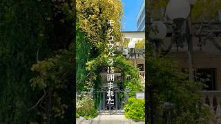 モッコウバラに囲まれた白亜の邸宅 表参道bambooでランチ🍴 #shorts #渋谷 #表参道 #表参道グルメ #渋谷グルメ #おしゃれカフェ