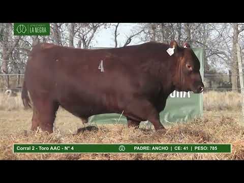 La Rubeta - La Negra 2022 | Toros PC | Corral 2   Toro 4