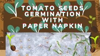 Tomato Seeds Germination in Paper Napkin || Indoor Method || Early Start ||