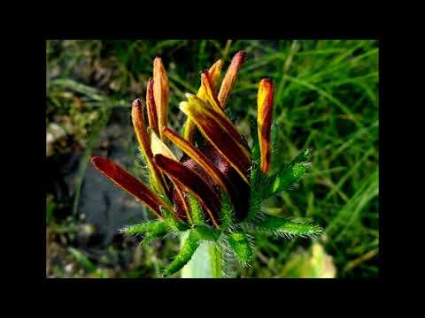 Wojciech Gąssowski i Tajfuny   Spójrz wszystko jest tak samo 1967