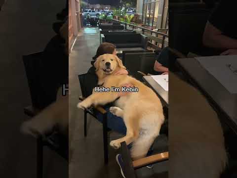 My dog loves hugs #goldenretriever #dog