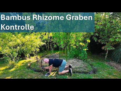 Bamboo rhizome digging must also be controlled