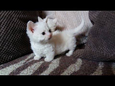 How to Care for a Munchkin Cat | munchkin cat walking
