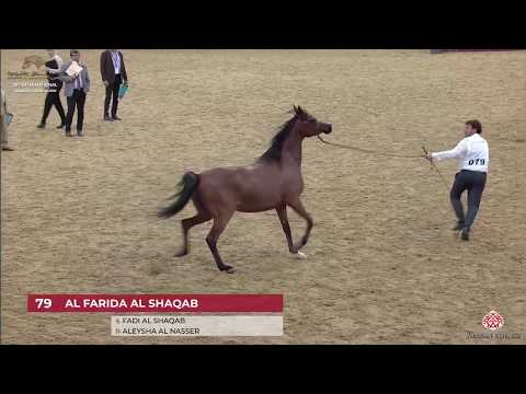 N 79 AL FARIDA AL SHAQAB   29th Qatar Intl A H  Show 2020   7 10 Years Old Mares Class 5