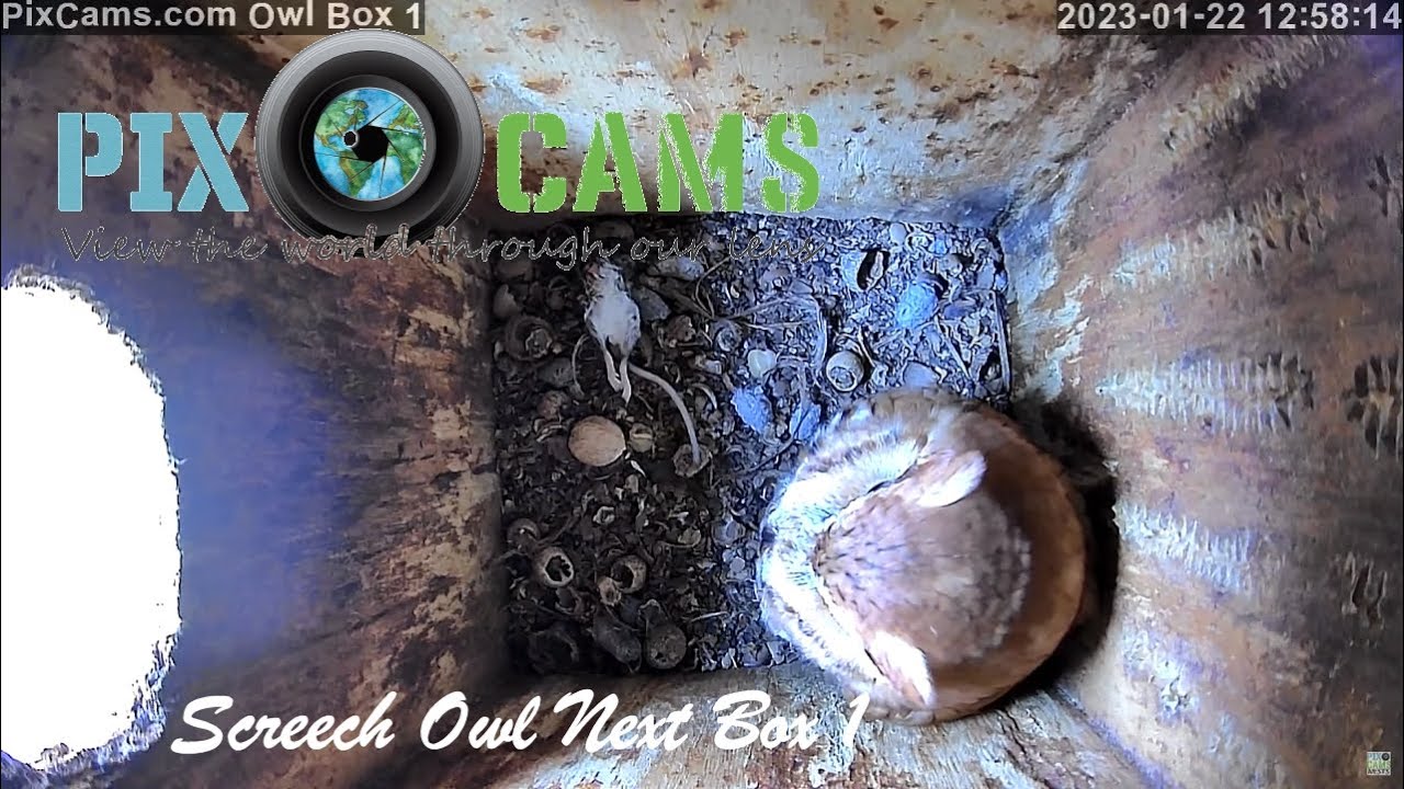 Live webcam view of Screech Owl Box 1 Interior Cam