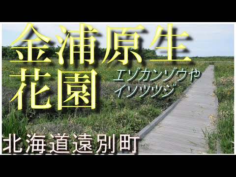 [Ezo daylily] Caminando por el jardín de flores primitivo de Gimpo (2022.6.10)