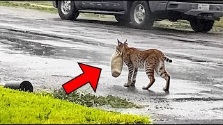 Woman Spots Bobcat Dragging a Heavy Bag, Then Her Heart Melts When She Sees What’s Inside