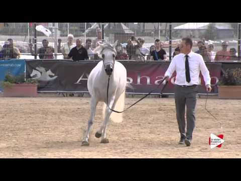 N.53 MESHAEL AL KHALEDIAH - Menton 2015 - Fillies 3 years old (Class 3)