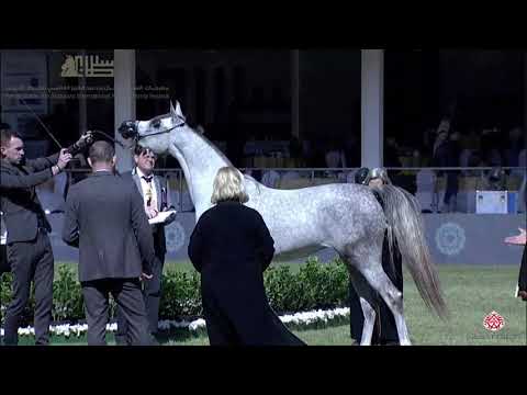 N.66 JAWHARA ALSAWARY - 2020 PSAIAHF Al Khalediah Show - Fillies 2 Years Old (Class 2A)