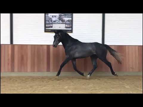 3 y old stallion Cornet Obolensky