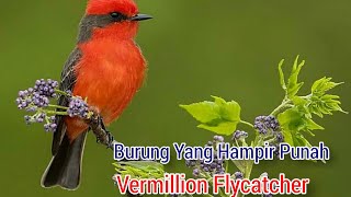 Download lagu Vermillion Flycatcher-Burung Merah Cantik Yang Langka mp3