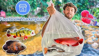 How To Get FREE Exotic Fish! (Facebook MarketPlace)