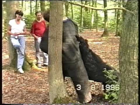 Bouvier des Flandres: Royal Dutch Police Dog Association