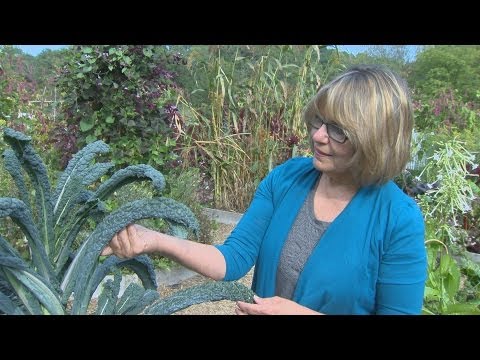Saving Our Seeds
