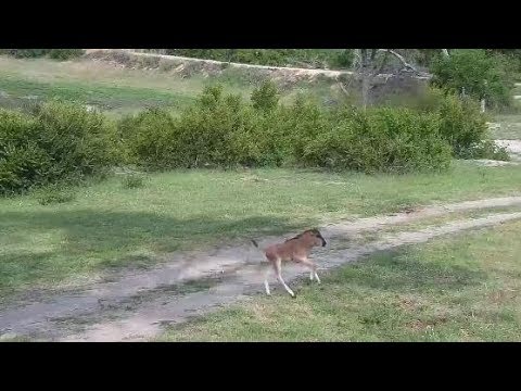 Djuma: Wildebeest calf realizes it was left behind - 16:01 - 01/03/20