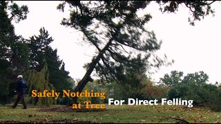 How to Safely Notch a Tree for Direct Felling