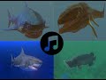Fish Feed And Grow Boss Theme Along With Great White Vs Megalodon Gameplay