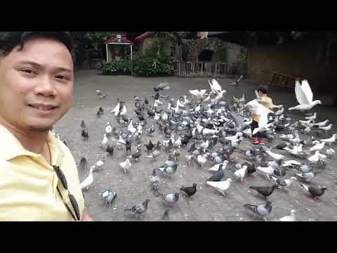 St. Padre Pio of Pietrelcina Chapel - Libis, Quezon City