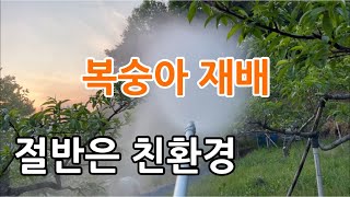 복숭아재배 친환경으로 하면 이런모습 아닐까요?