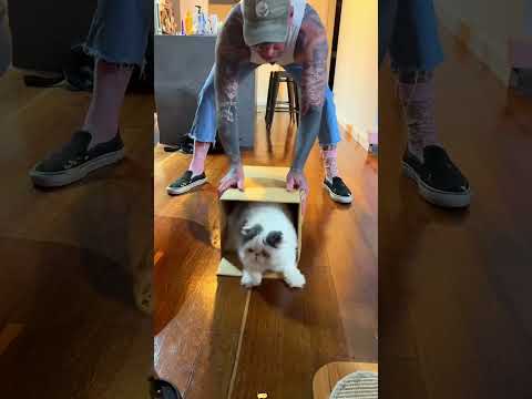 GATOS GRACIOSOS 🤣😂#parati #cat #funny #videoshort #viral #memes #youtubeshorts #humor #gatos #fyp