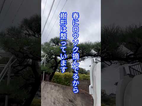 春に剪定すべきではない植物はどれですか?またその理由は何ですか?  庭園