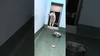 Video preview image #1 Siberian Husky Puppy For Sale in Pasadena, CA, USA