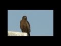 THE BLACK KITE THROW UP UNDIGESTED FOOD ...