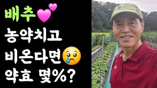 배추???? 약치고 비온다면 약효는 몇%? 생육초기에 방제를 자주하는 이유?