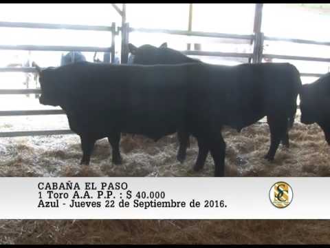 22-09-16 Venta de Toros A.A. P.P. - Cabaña La Cañada y El Paso - Azul.