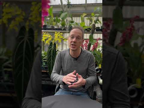 Oncidium Orchid Care Guide