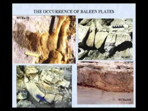 Kreation Evolution 03 Fossilien   wie sie entstanden 4/7