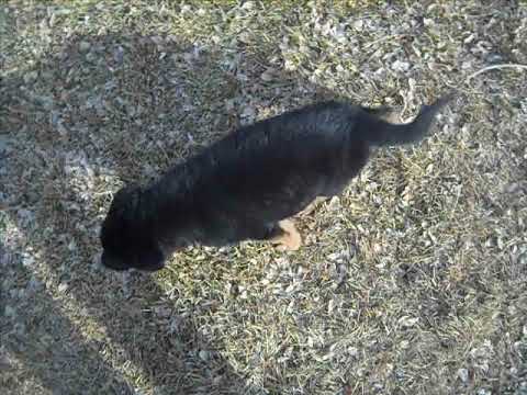 Fiona at 6 weeks of age