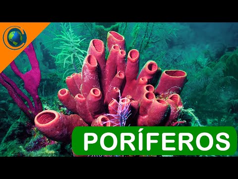 ZOOLOGIA - PORÍFEROS (ESPONJAS)