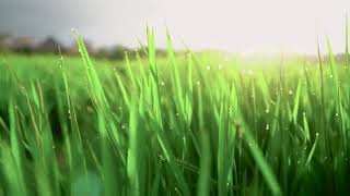 Download lagu Story WA | cinematic sawah mp3