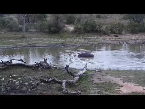 Djuma: Hippo moving about and doing barrel roll - 17:46 - 10/05/20
