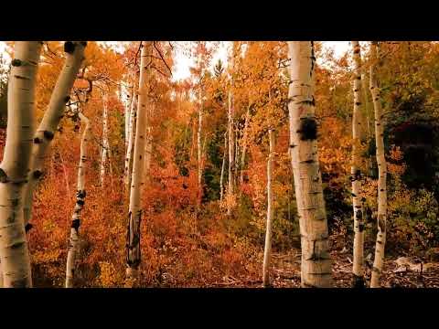 BEAUTY OF THE EARTH🌏🌱🌴🌳