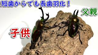 セール品の小さい親からとった卵大切に育てたら！？[ニジイロクワガタ成虫羽化掘り出し！]