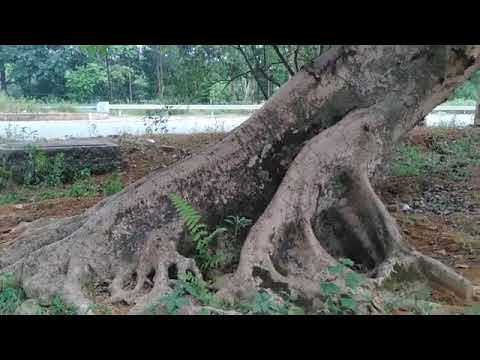 Khảo giá cây nhài, cây sung tại vườn Hoàng Lam BC0211