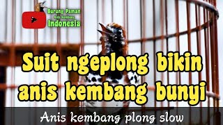 Download lagu ANIS KEMBANG GACOR NGEPLONG cepat MERANGSANG ANIS KEMBANG AGAR BUNYI  #aniskembang mp3