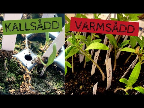 Hur går det med #tomatexperimentet och den stora sådden av TOMATER? - Jag kallsår och varmsår i år