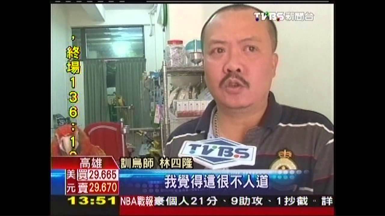 鸚鵡樂翱翔！　訓練放飛聞哨音知返