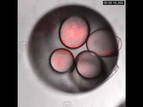 Promoting the merging of microcapsules in an energetically favored environment