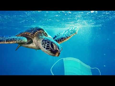 7 Ways to save the Environment.