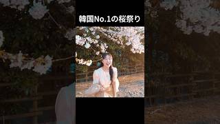 韓国1位の桜祭り