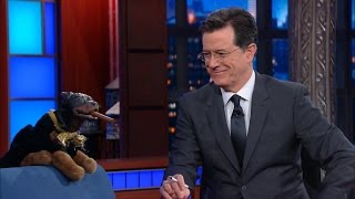 Triumph The Insult Comic Dog Is Now An Incisive-Political-Humor Dog