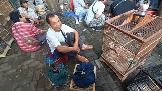 Download lagu Ya ampun bikin terkejud pasar burung tradisonal jawa cek harga burung murah mp3