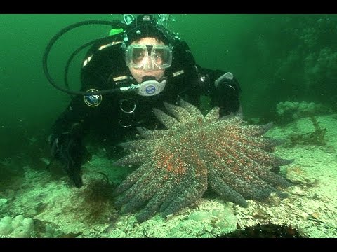 image-Do starfish live in the sea?