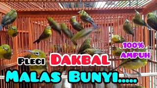 Download lagu Memancing #pleci DAKBAL / DAKUN BALI males bunyi dengan suara dakbal ombyokan. #pleci singaraja#鳥 mp3 Download lagu Memancing #pleci DAKBAL / DAKUN BALI males bunyi dengan suara dakbal ombyokan. #pleci singaraja#鳥 mp3