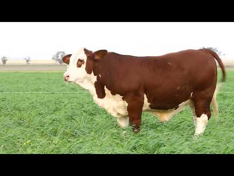 PILAGÁS 32862 POMELO 21804 IBIRÁ PYTÁ TE